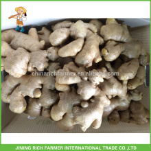 Top Quality New Season Fresh Ginger Air Dried Ginger Size 250gm & up Packing 13.6kg PVC Box European Market